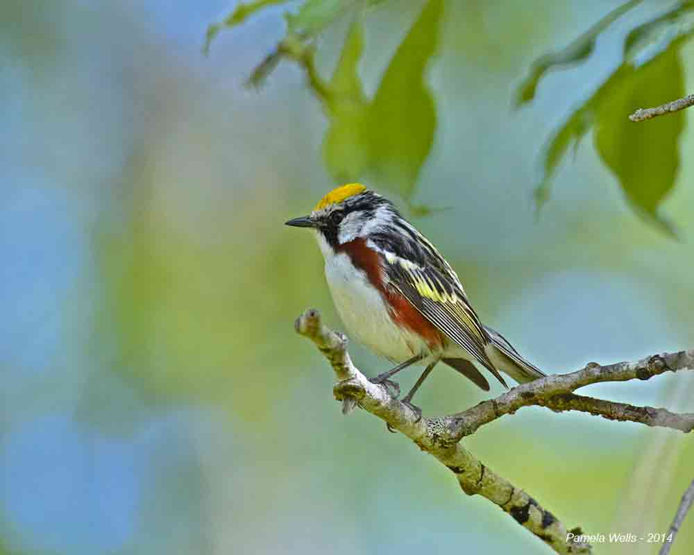 A photo of a chestnut-sided warbler taken by Pamela Wells.