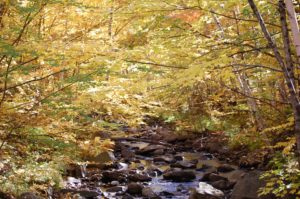 Scenic autumn foliage along a wooded stream.