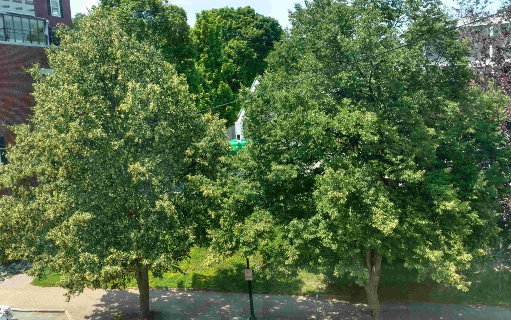 Two linden trees in bloom, seen from FSM's window